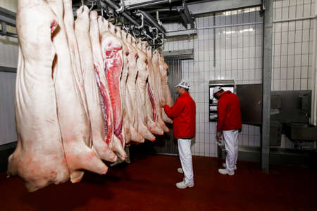 Two inspectors in red and white overalls checking the quality of the pieces of pork in the factory. Horizontal view.の写真素材