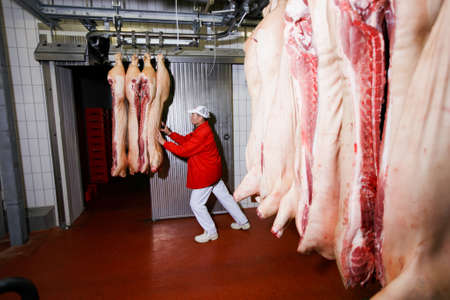 A butcher in white and red uniform at the meat manufacturing with pork carcasses on the background....