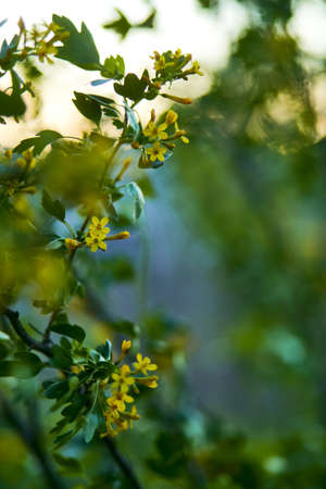 Closeup of beautiful yellow flowers in the garden.の写真素材