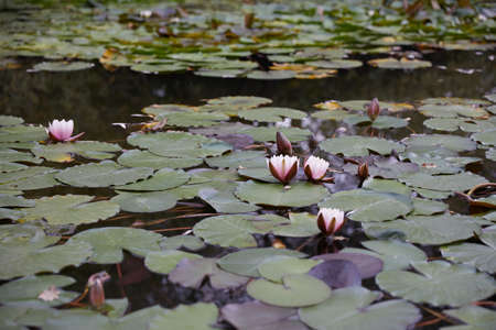 Beautiful a lot of pink lotus and leaf in lake.の写真素材
