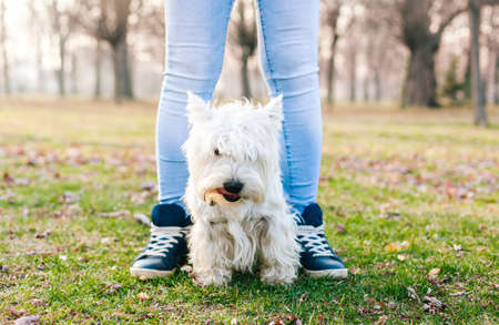 West Highland White Terrier standing between girl's legs