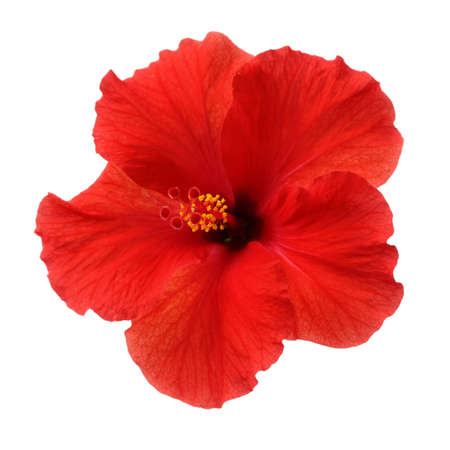 a red hibiscus flower isolated on white backgroundの写真素材