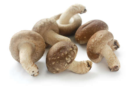 shiitake, japanese mushroomsの写真素材