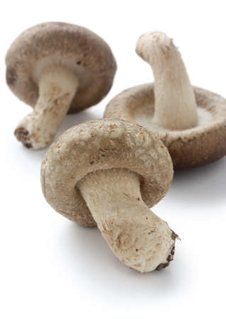 shiitake, japanese mushroomsの写真素材