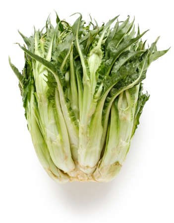 puntarelle, asparagus chicory, italian winter vegetableの写真素材