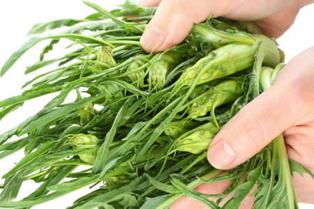 hands holding puntarelle (asparagus chicory), italian vegetableの写真素材
