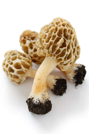 morels, edible mushroomsの写真素材