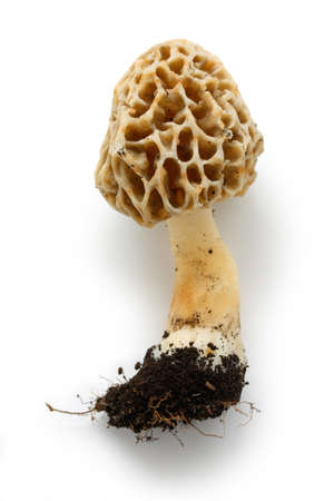 morel, morille, edible mushroomsの写真素材