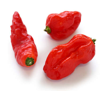 bhut jolokia, the hottest pepper in the worldの写真素材