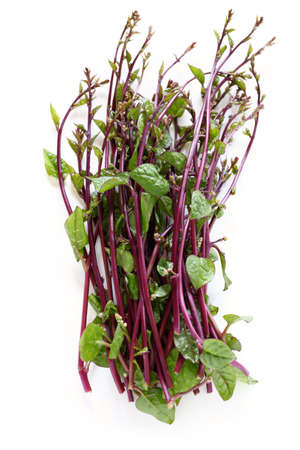 indian spinach,climbing spinach,creeping spinach,basella albaの写真素材