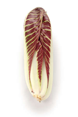 radicchio treviso precoce, italian red leaf chicoryの写真素材