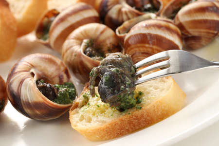 escargot, snails a la bourguignonneの写真素材