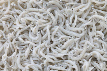 boiled whitebait, japanese foodの写真素材