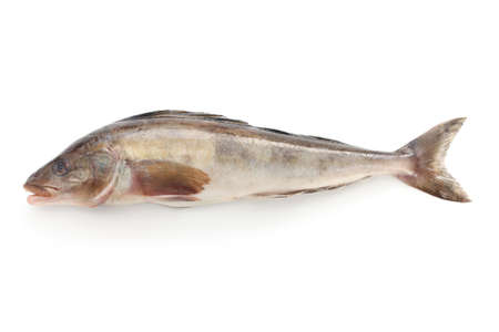 arabesque greenling, okhotsk atka mackerel, hokke, japanese fish