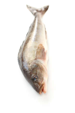 arabesque greenling, okhotsk atka mackerel, hokke, japanese fish