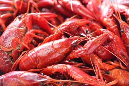 boiled crawfish, clayfish partyの写真素材