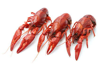 crawfish isolated on white backgroundの写真素材