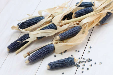 blue corn, mexican cuisine ingredientの写真素材