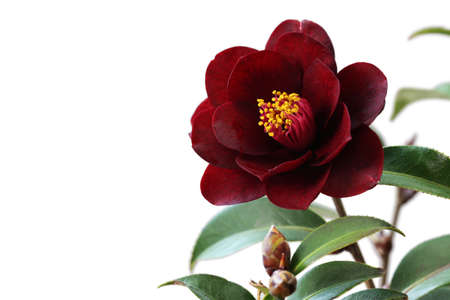 camelia, night rider, garnet colorの写真素材