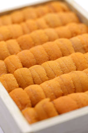 sea urchin roe japanese sushi and sashimi ingredientsの写真素材