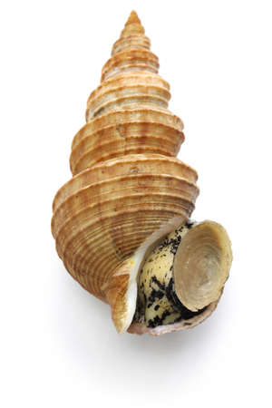Japanese whelk, todai tsubu