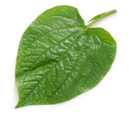 Wild betel, la lot, piper lolot, lolot pepper, piper sarmentosum, leafbush