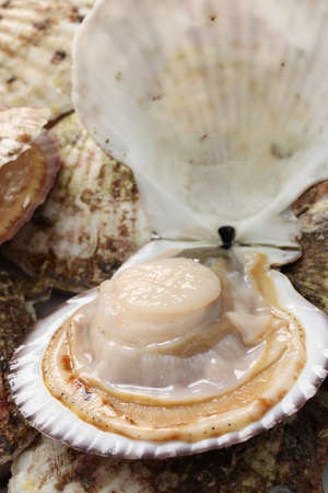 raw scallops, shell opened, close up