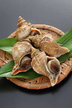 tsubu gai, ezo neptune, japanese whelk, neptunea p?lyc?stata scarlat?の写真素材