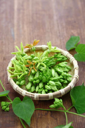 Tonkin flower telosma cordata, fragrant night flowerの写真素材