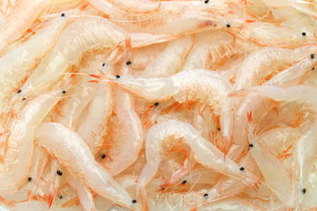 shiroebi, japanese glass shrimp, pasiphaea japonica
