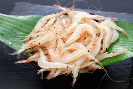 shiroebi, japanese glass shrimp, pasiphaea japonicaの写真素材