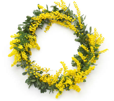 mimosa wreath isolated on white backgroundの写真素材