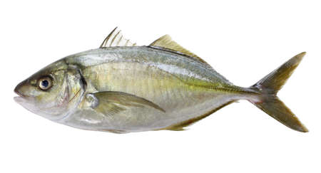 White trevally, Pseudocaranx dentex isolated on white background with striped jack, shima aji