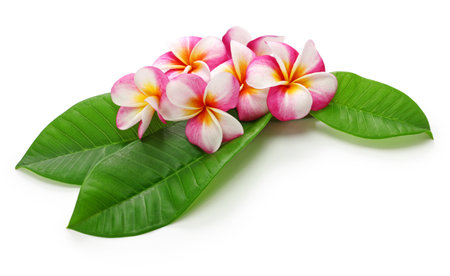 Plumeria flowers and leaves isolated on whiteの写真素材