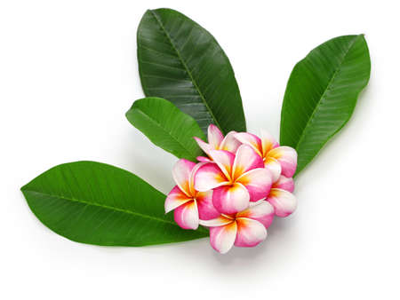 Plumeria flowers and leaves isolated on whiteの写真素材