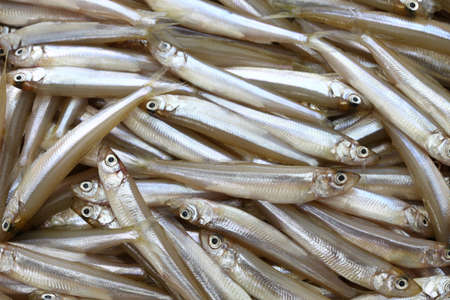 fresh whitebait, japanese smelt, wakasagi