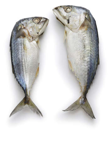 thai steamed short mackerel islated on white backgroundの写真素材