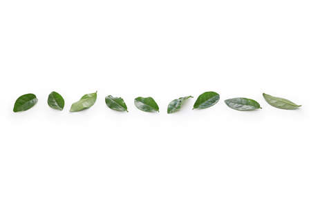 tea leaves line banner designの写真素材