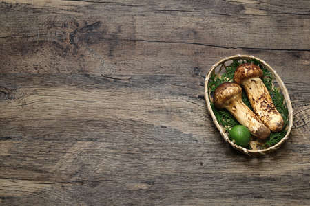 matsutake mushrooms, copy space, bannerの写真素材