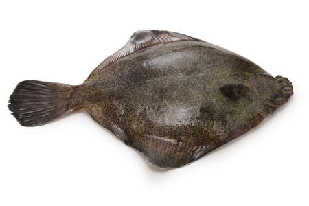 frog flounder isolated on white backgroundの写真素材