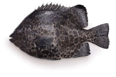 spotted knifejaw isolated on white backgroundの写真素材