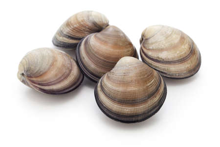 asian venus clam (cyclina sinensis)の写真素材