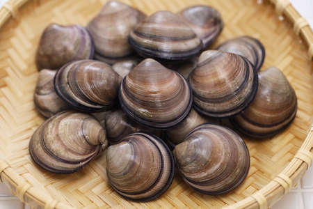 asian venus clam (cyclina sinensis)の写真素材