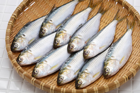 Kohada gizzard shad, Japanese sushi ingredient fish on a bamboo trayの写真素材