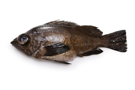 brown rockfish isolated on white background