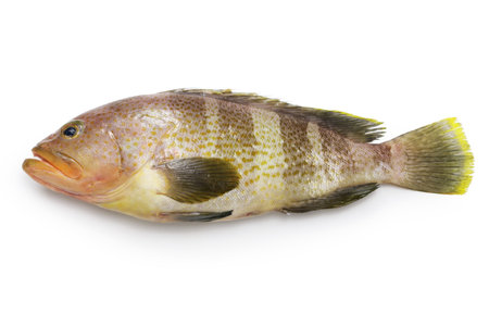 yellow grouper isolated on white backgroundの写真素材