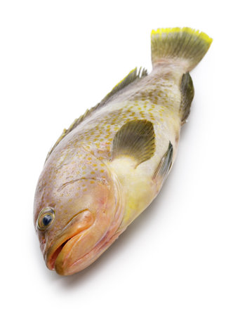 yellow grouper isolated on white background