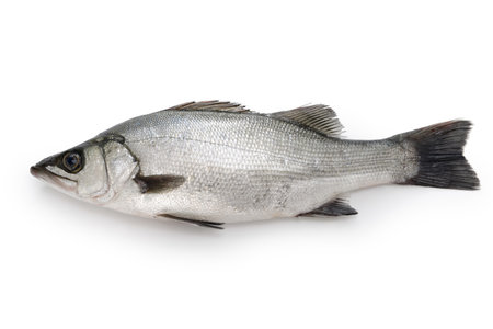 blackfin seabass isolated on white backgroundの写真素材