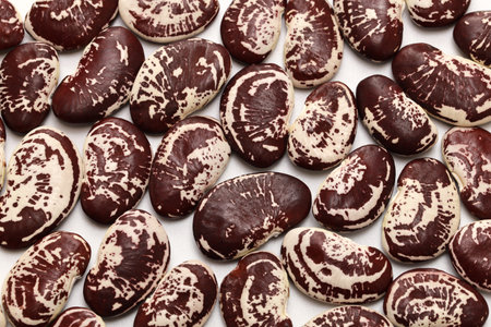 raw garrofon beans (pintat), an essential  ingredient of Valencian paellaの写真素材