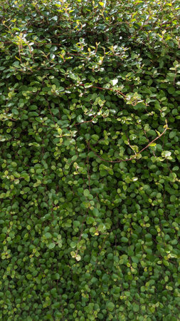 creeping wire vine (nature background)の写真素材